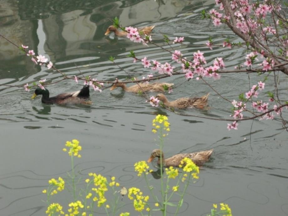 天来了看图写话课件.ppt_第3页