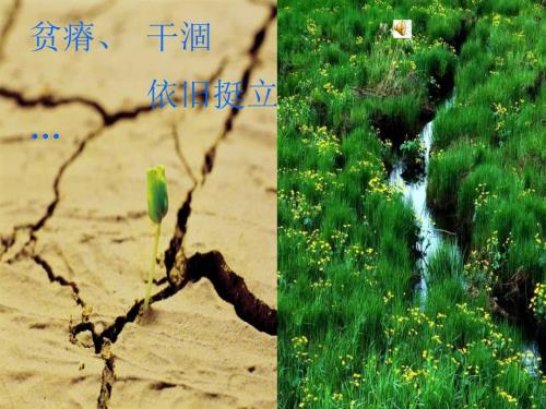 小说活着介绍课件.ppt
