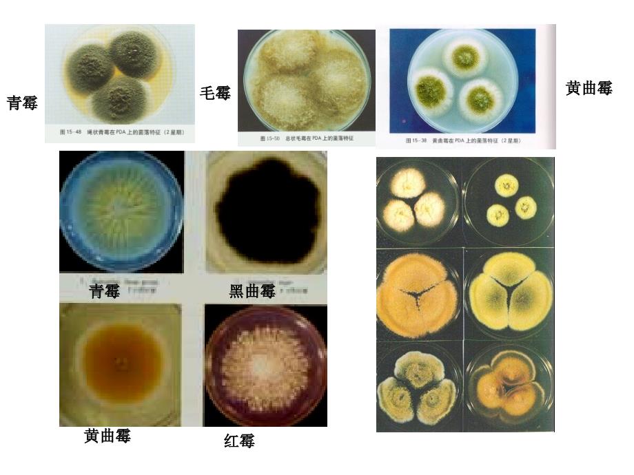 常见霉菌形态观察.ppt_第3页
