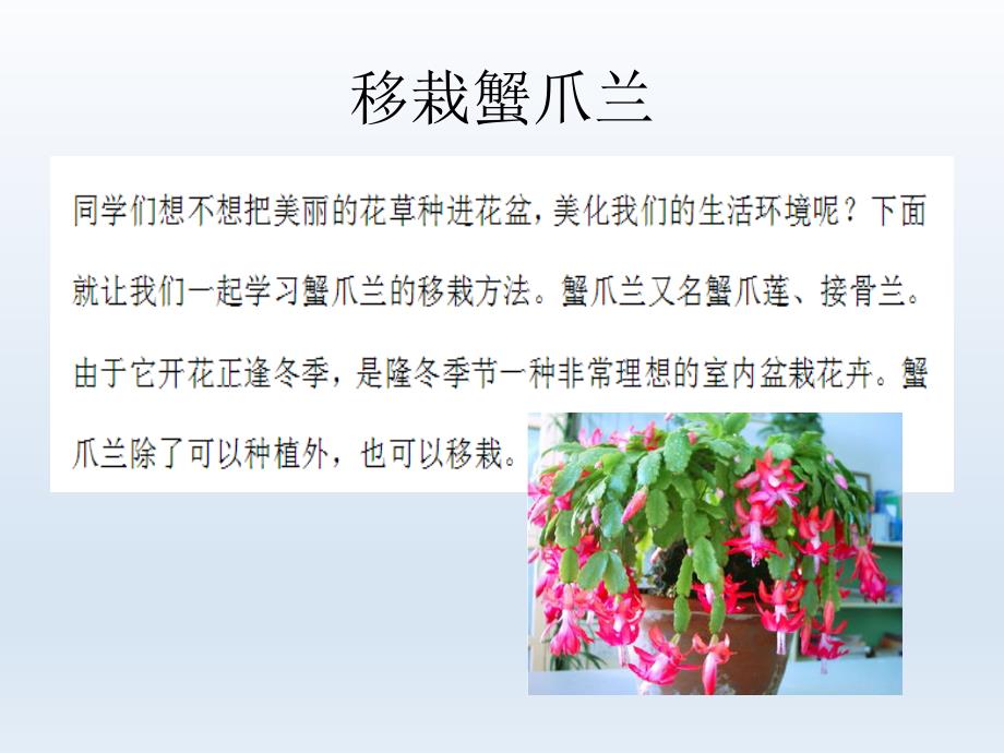 小学四年级综合实践活动.我喜爱的植物栽培技术15张ppt.pptx_第3页