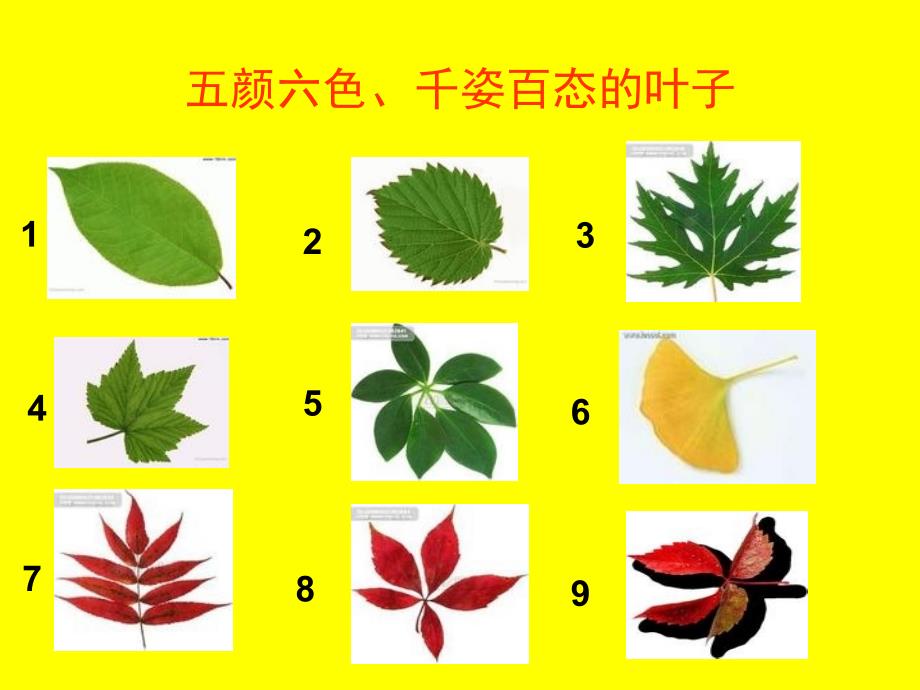 树叶创意画课件.ppt_第3页