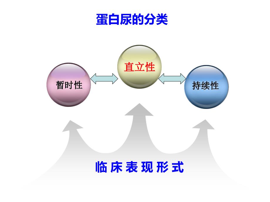 直立性蛋白尿PPT课件.ppt_第2页