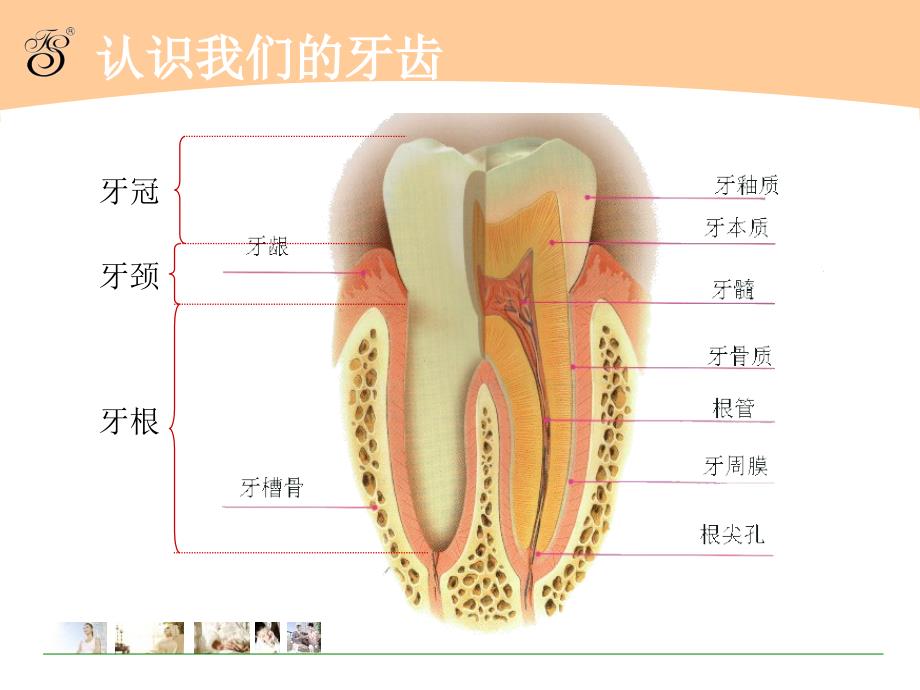 爱牙日主题班会PPT模板.ppt_第2页