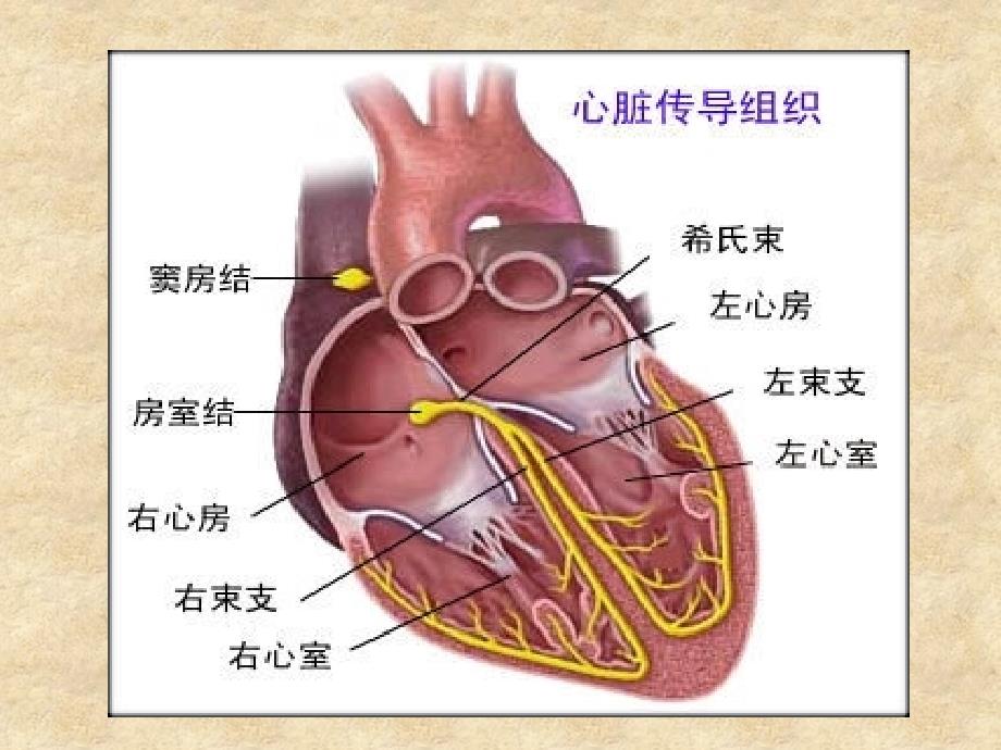 常见心律失常的心电图识别.ppt_第3页