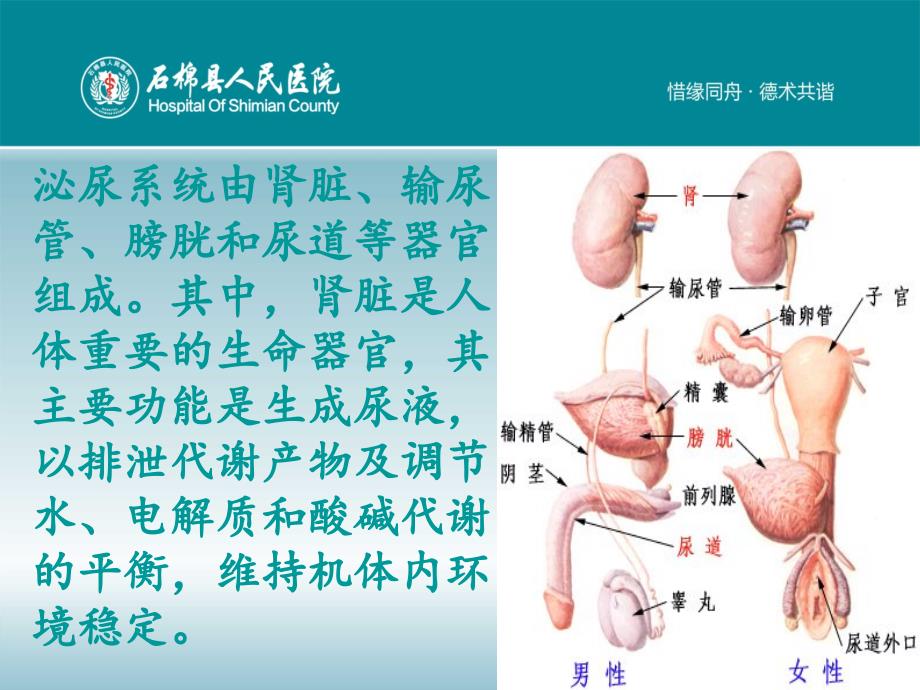 泌尿系统健康教育PPT课件.ppt_第3页