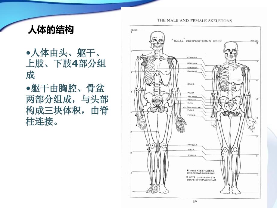 漫画人物结构和身体动态.ppt_第3页