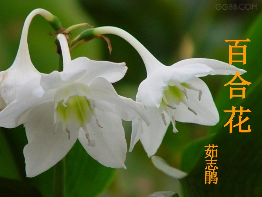 百合花课件.ppt_第1页
