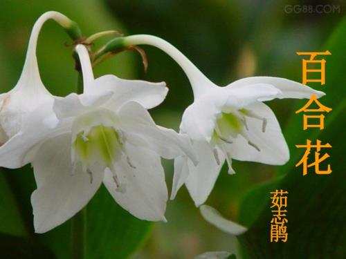 百合花课件.ppt