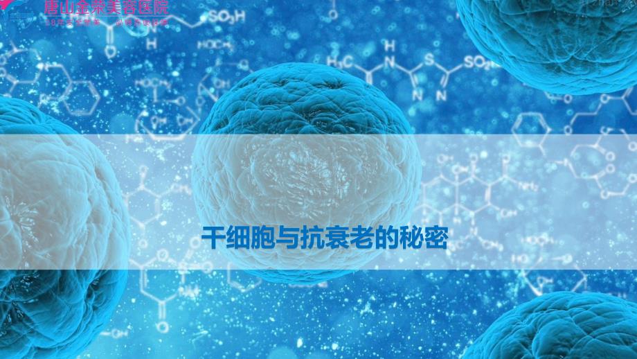 干细胞与抗衰老的秘密课件.pptx_第1页