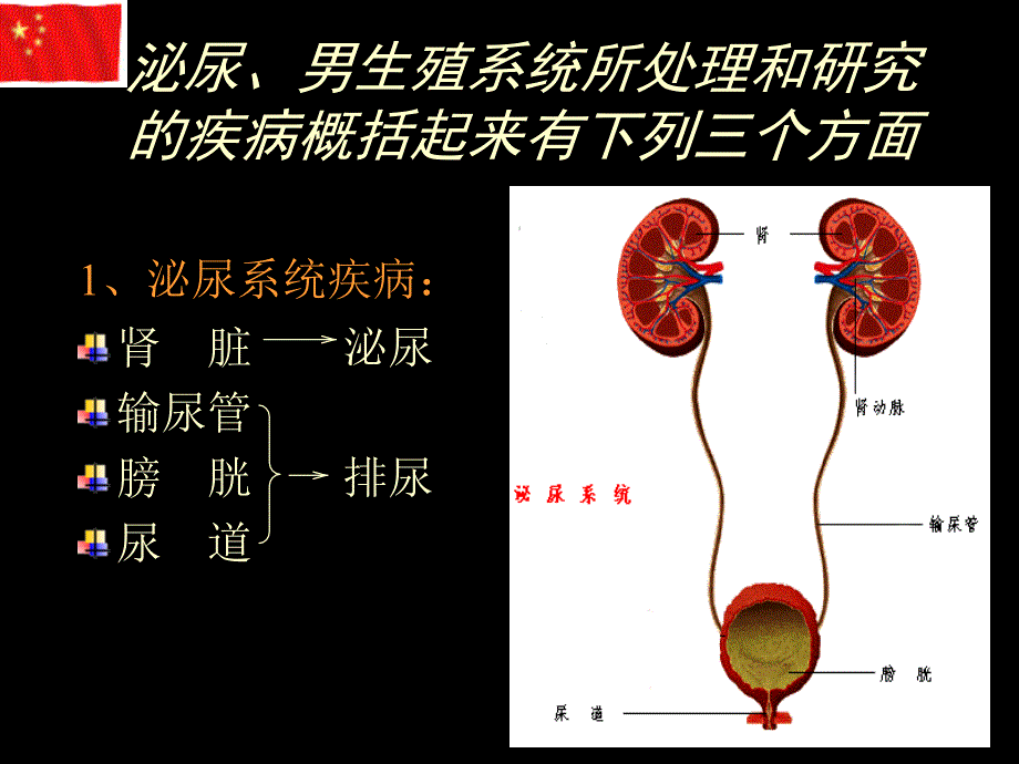 泌尿外科总论.ppt_第3页