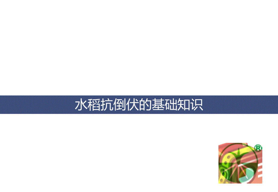 水稻倒伏的化学控制PPTminimizer.ppt_第2页