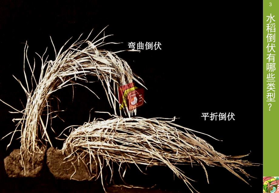 水稻倒伏的化学控制PPTminimizer.ppt_第3页