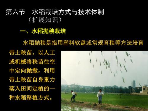 水稻栽培学水稻6水稻栽培方式与技术体制.ppt