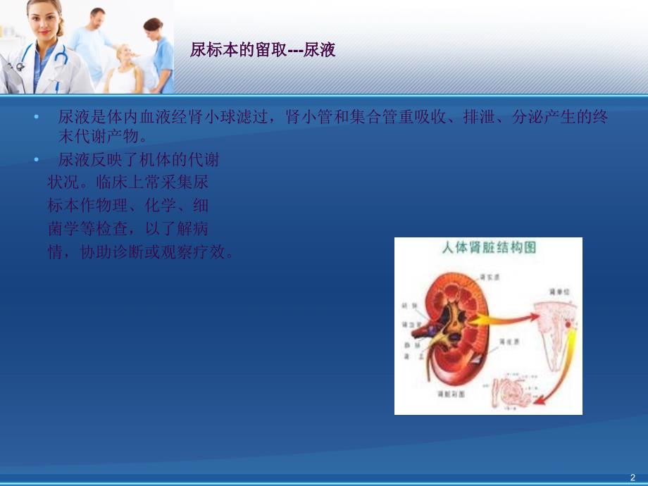 尿标本留取ppt课件.ppt_第2页
