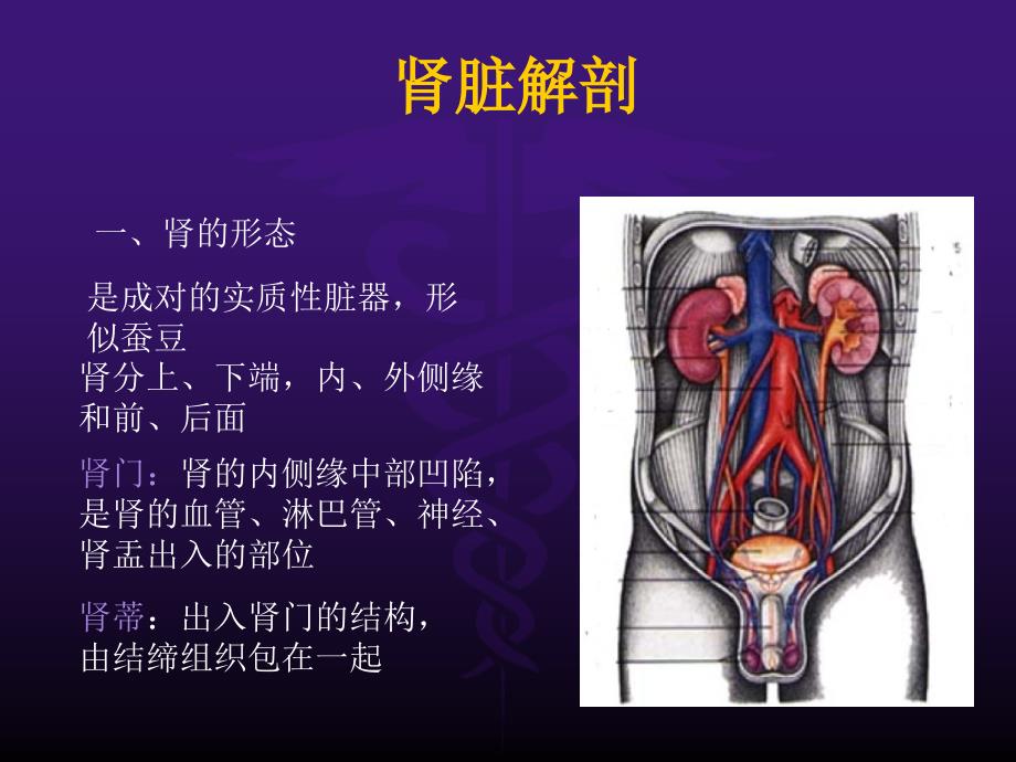 泌尿系超声PPT课件.ppt_第2页