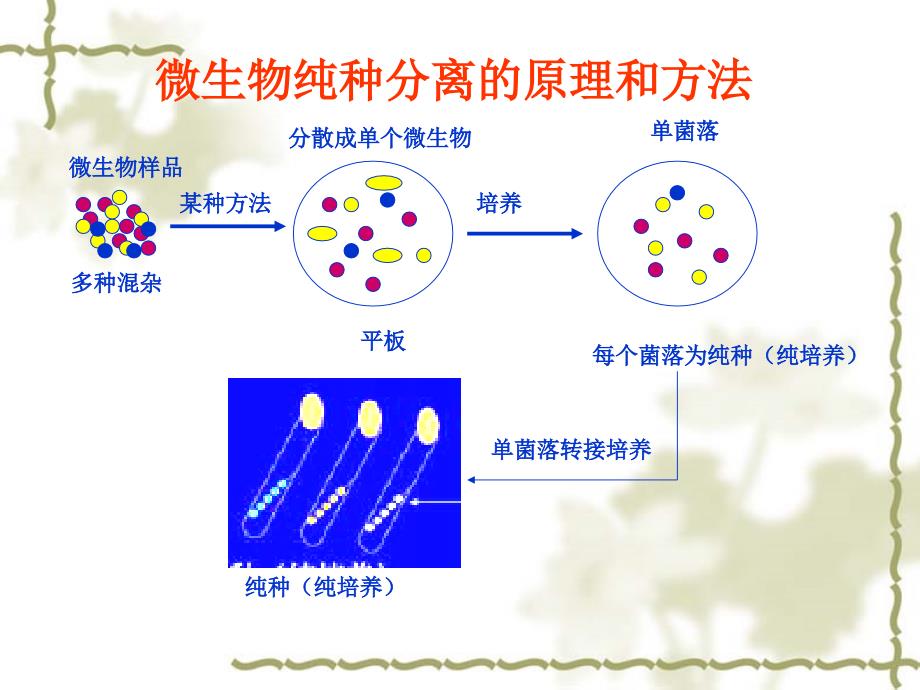 微生物纯培养的分离方法.ppt_第3页