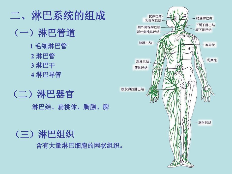 淋巴系统PPT课件.ppt_第2页
