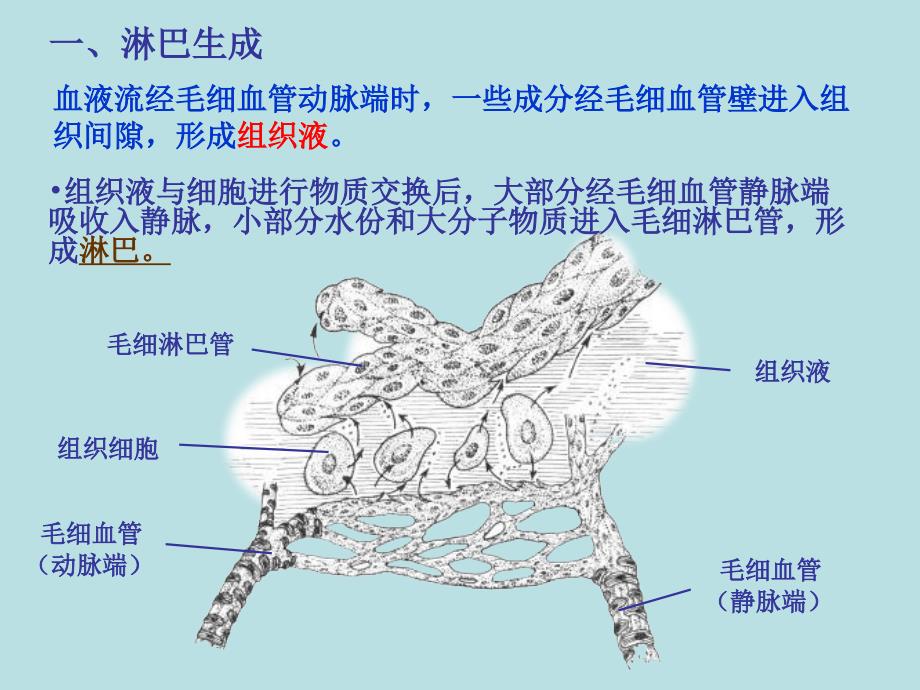 淋巴系统PPT课件.ppt_第3页