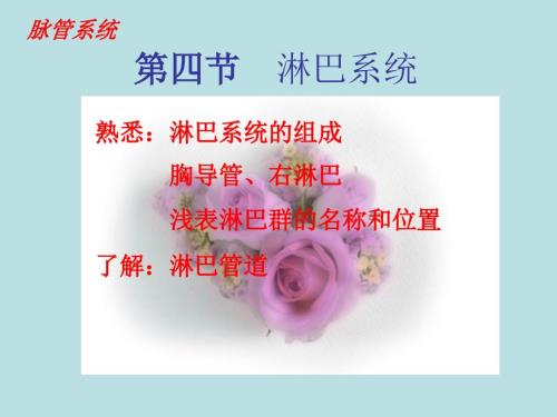 淋巴系统PPT课件.ppt
