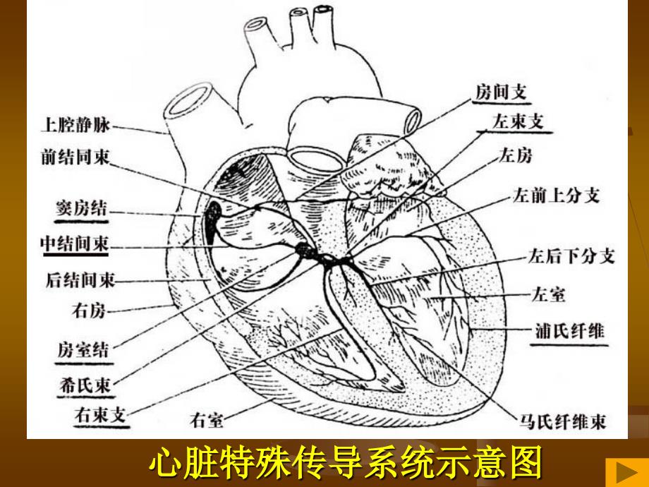 异常心电图的识别PPT课件.ppt_第2页