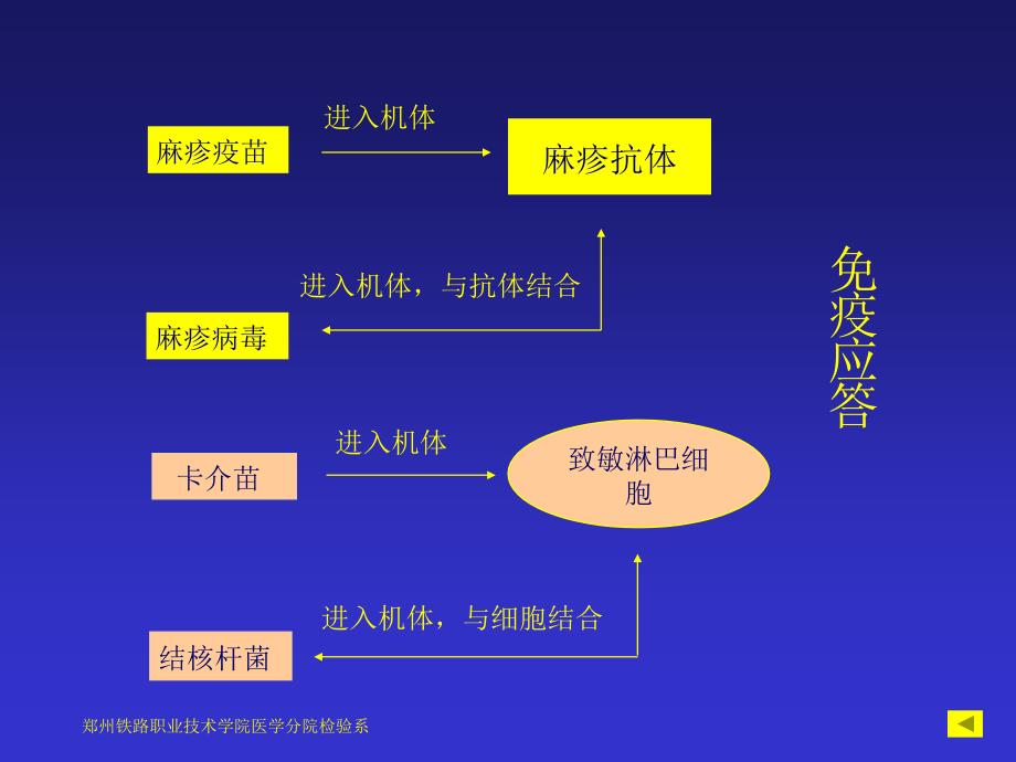 抗原PPT课件PPT课件.ppt_第3页