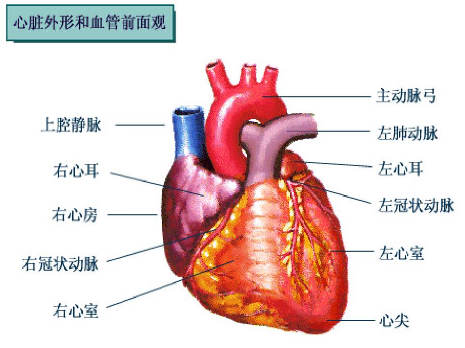心包疾病最新PPT课件.ppt_第2页