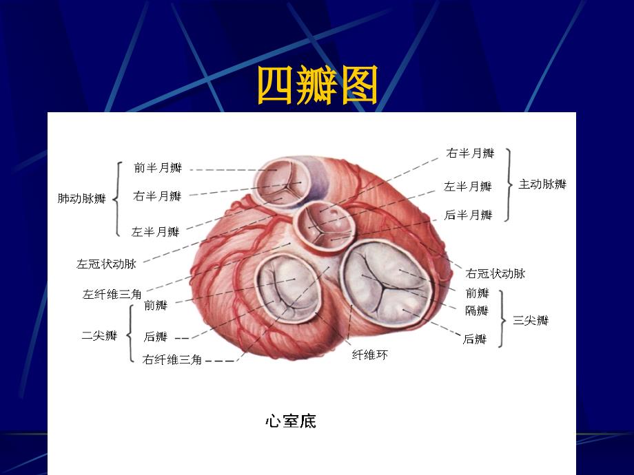 心包疾病最新PPT课件.ppt_第3页