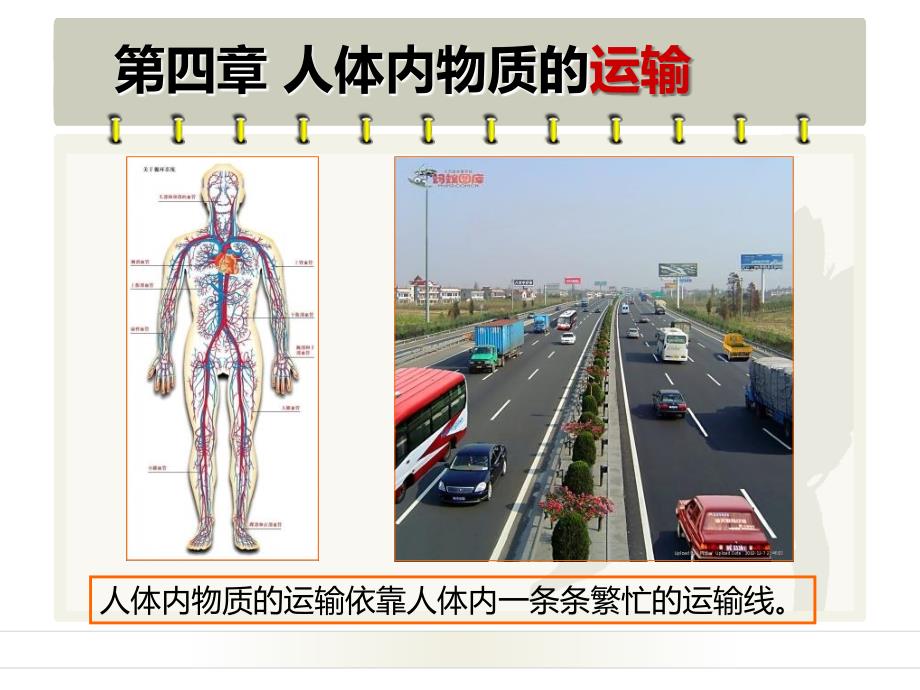 流动的组织血液PPT课件.ppt_第1页