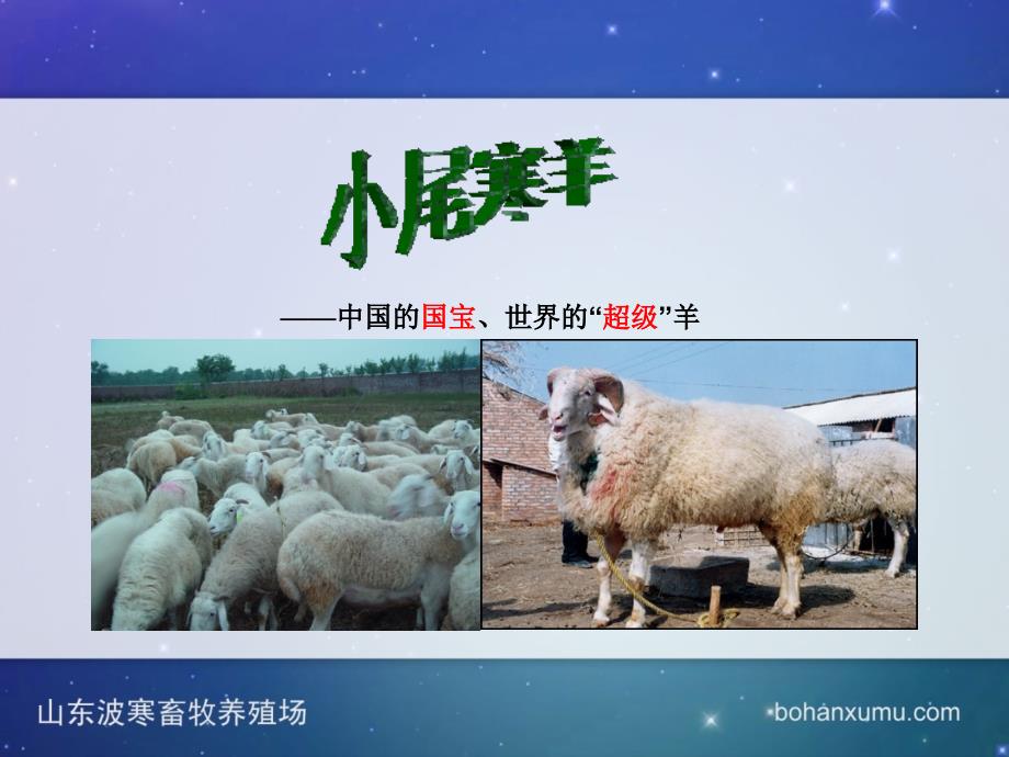 小尾寒羊介绍PPT课件.ppt_第2页