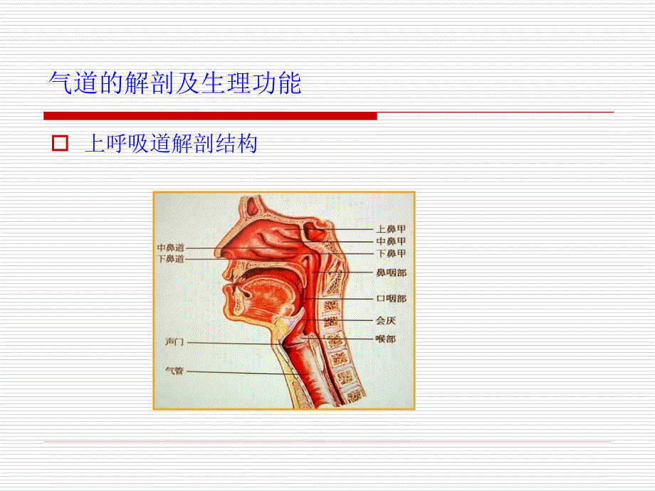 急诊气道管理.ppt_第3页