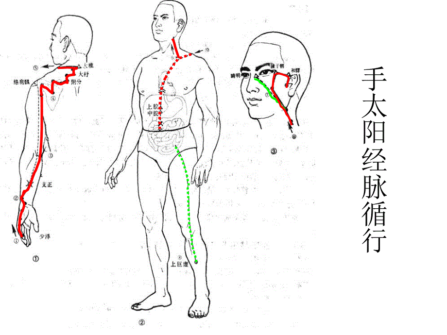 手太阳小肠经PPT课件.ppt_第3页