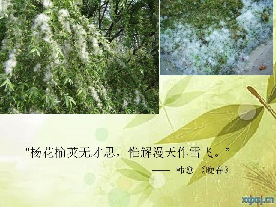 抗过敏药物H受体拮抗剂.ppt_第1页