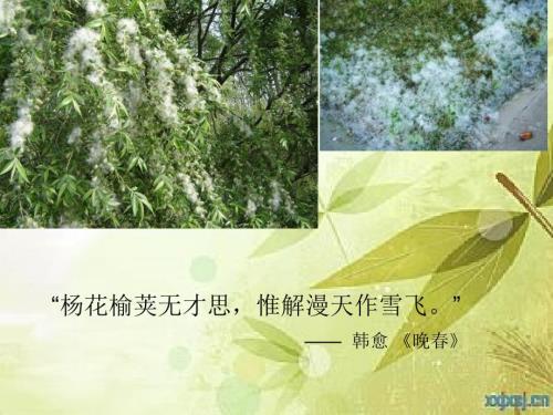 抗过敏药物H受体拮抗剂.ppt