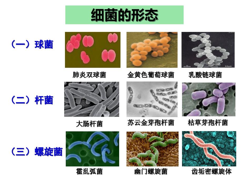 微生物的实验室培养公开课.ppt_第3页
