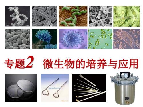 微生物的实验室培养公开课.ppt