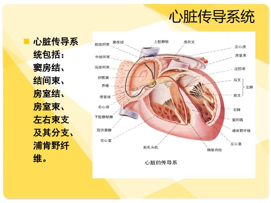 房室传导阻滞教学查房.ppt_第2页