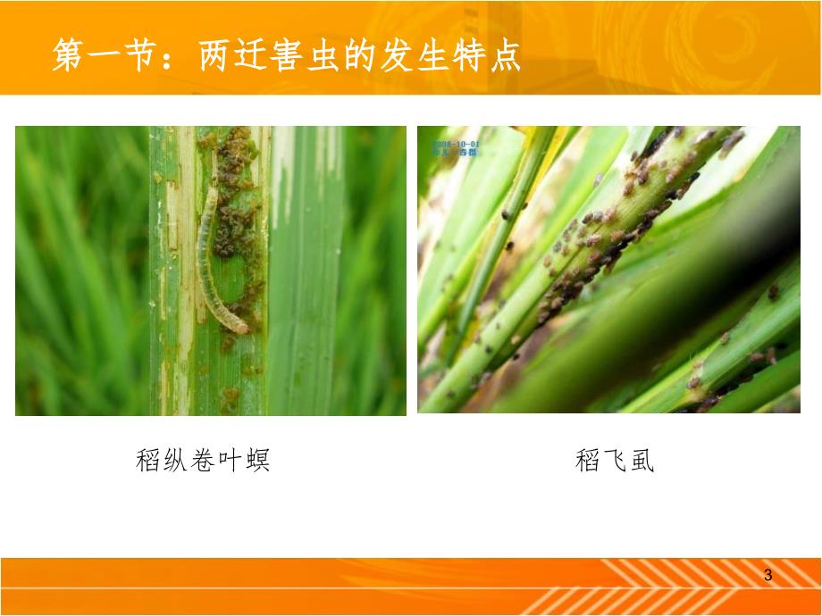 水稻病虫害防治PPT精选文档.ppt_第3页