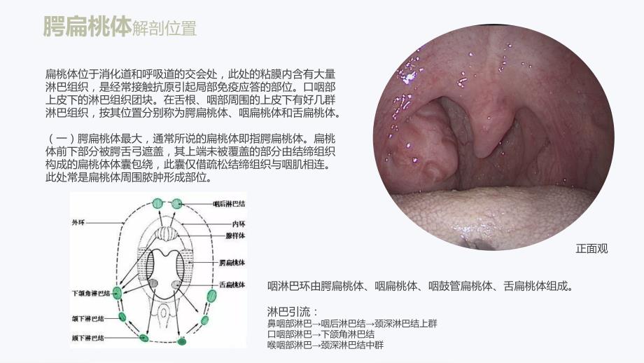 扁桃体解剖和疾病.ppt_第3页
