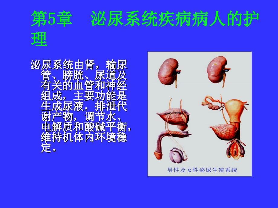 泌尿内科护理学.ppt_第2页