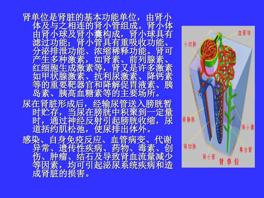 泌尿内科护理学.ppt_第3页