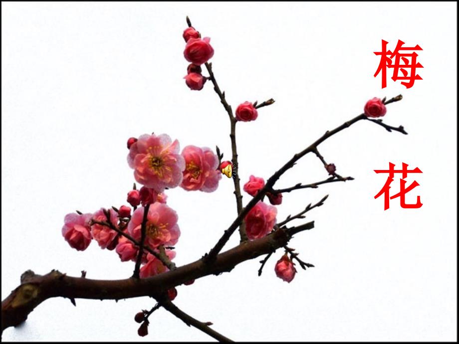 梅花王安石PPT课件.ppt_第2页