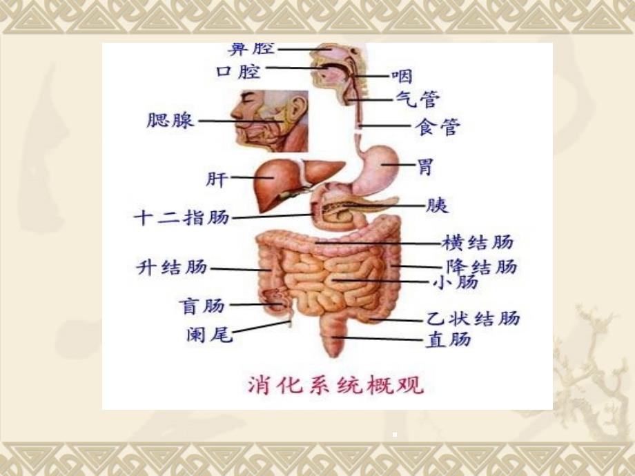 消化道大出血的处理.ppt_第3页