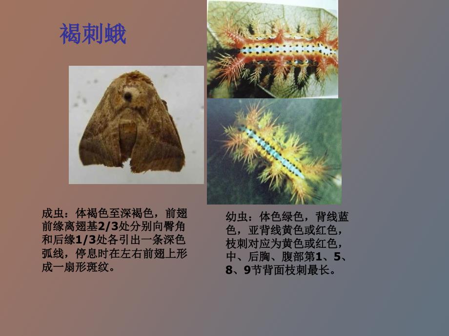 常见病虫害识别.ppt_第2页