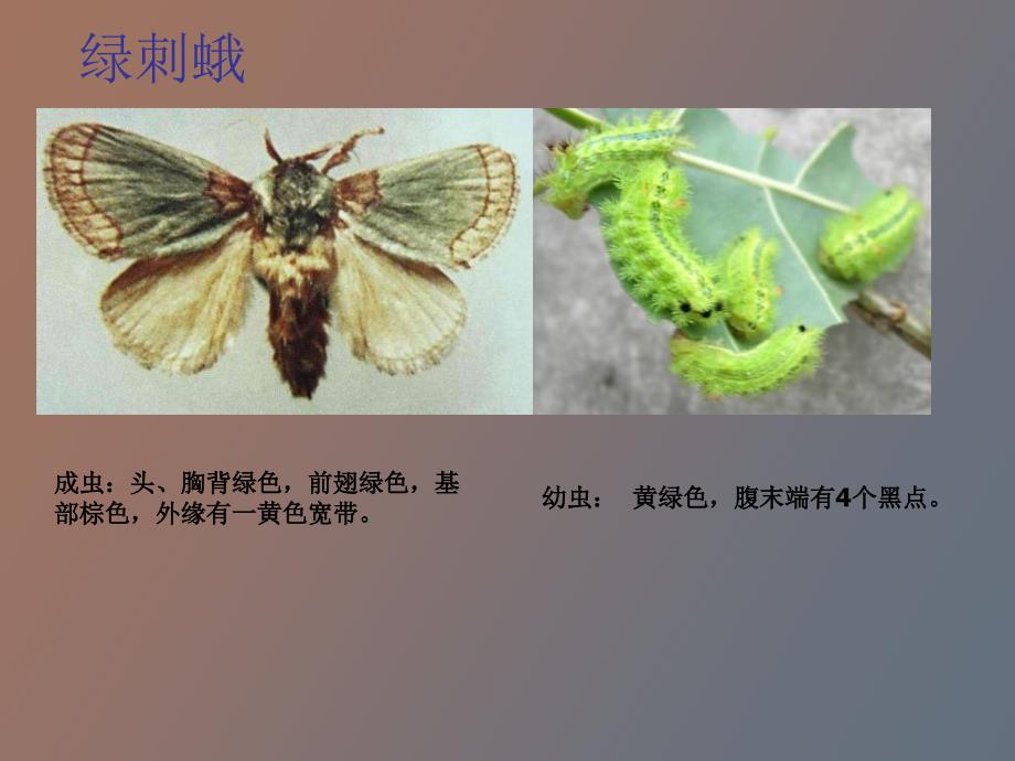 常见病虫害识别.ppt_第3页