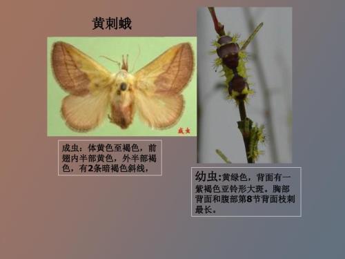 常见病虫害识别.ppt