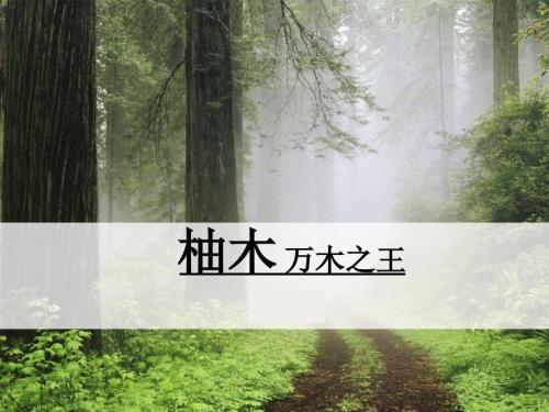 柚木万木之王PPT课件.ppt