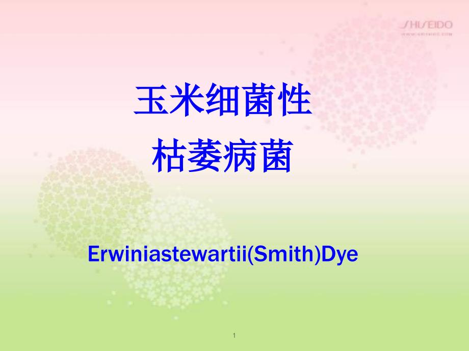玉米细菌性枯萎病菌ppt课件.ppt_第1页