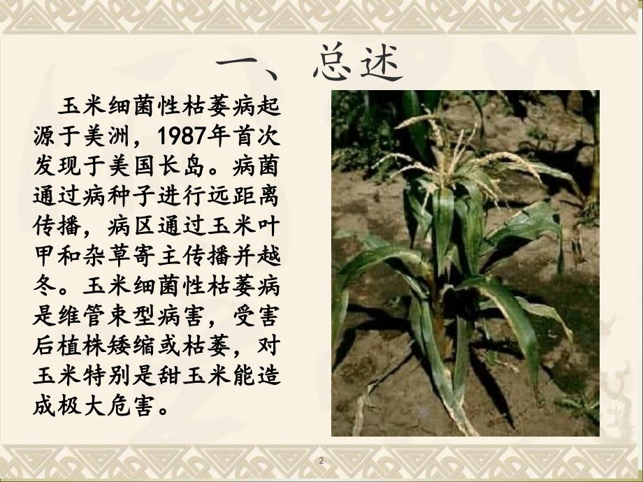 玉米细菌性枯萎病菌ppt课件.ppt_第2页