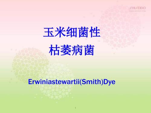 玉米细菌性枯萎病菌ppt课件.ppt
