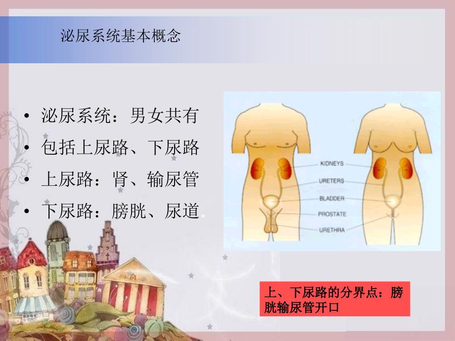 尿脓毒血症.ppt_第2页